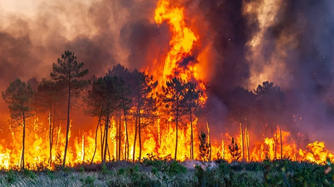 Orman yakanlara sert cezalar yolda! MHP'den yeni kanun teklifi