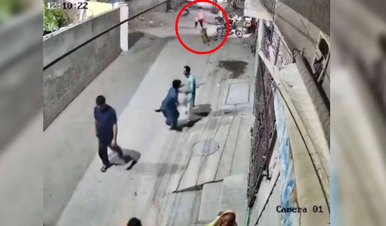 Pakistan sokaklarında aslan dehşeti! Önüne gelene saldırdı