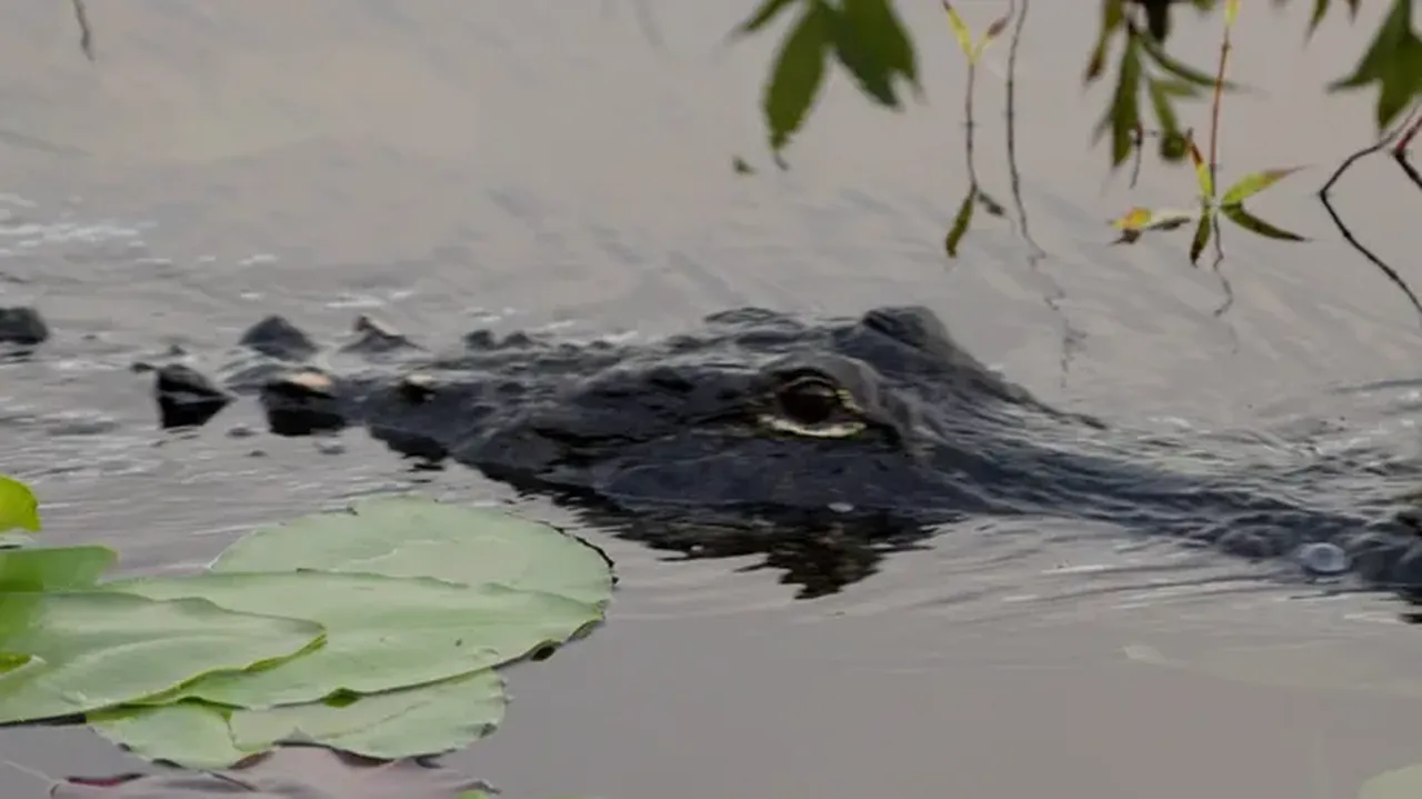 ''Timsah Alcatraz'ı''nda tek tehlike vahşi hayvanlar değil! Trump'ın göçmen merkezi ölümcül sineklerle kaplı