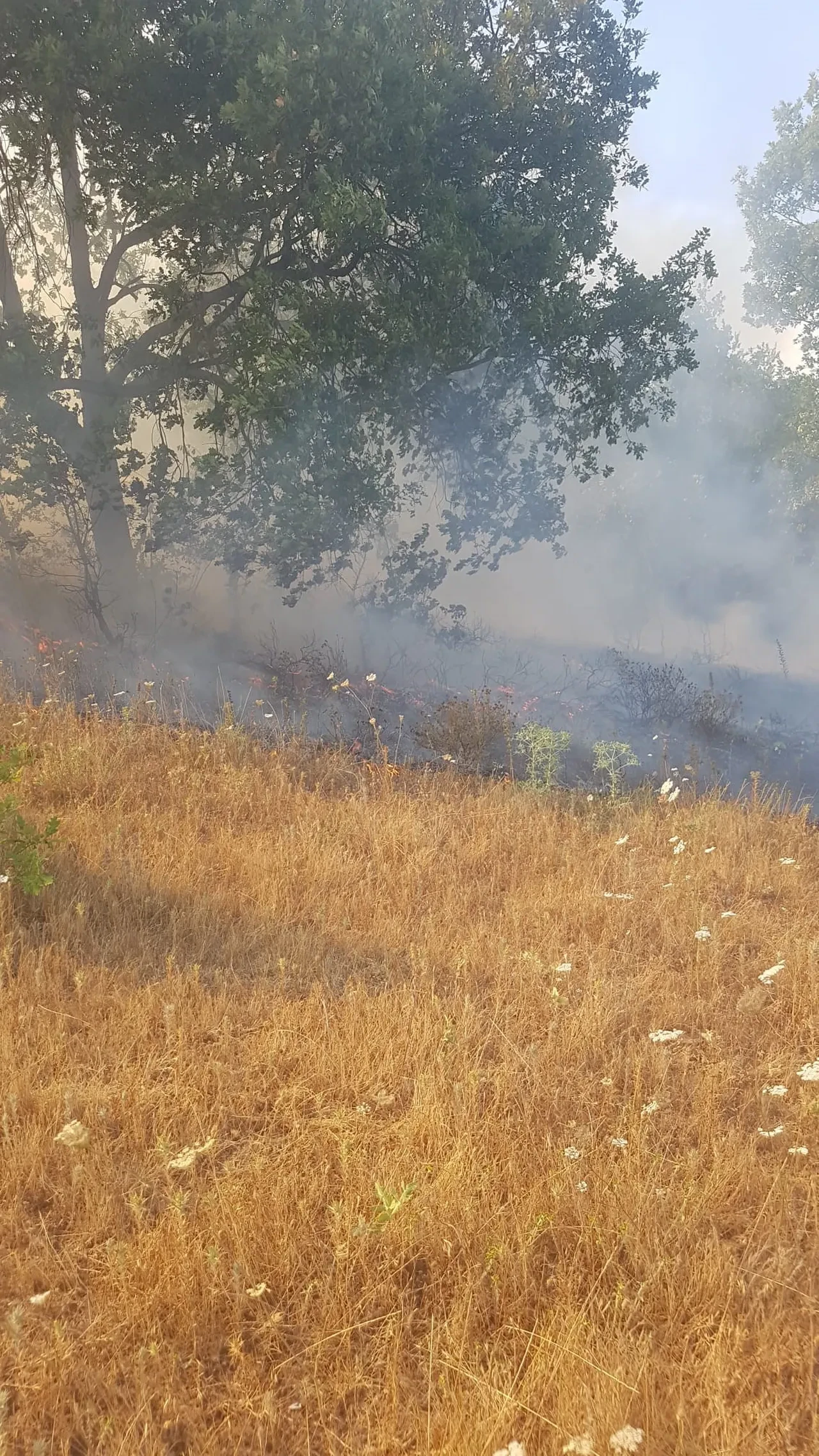 Zonguldak yangın son dakika söndürüldü mü? Yangında yaklaşık 5 dekar alan hasar gördü