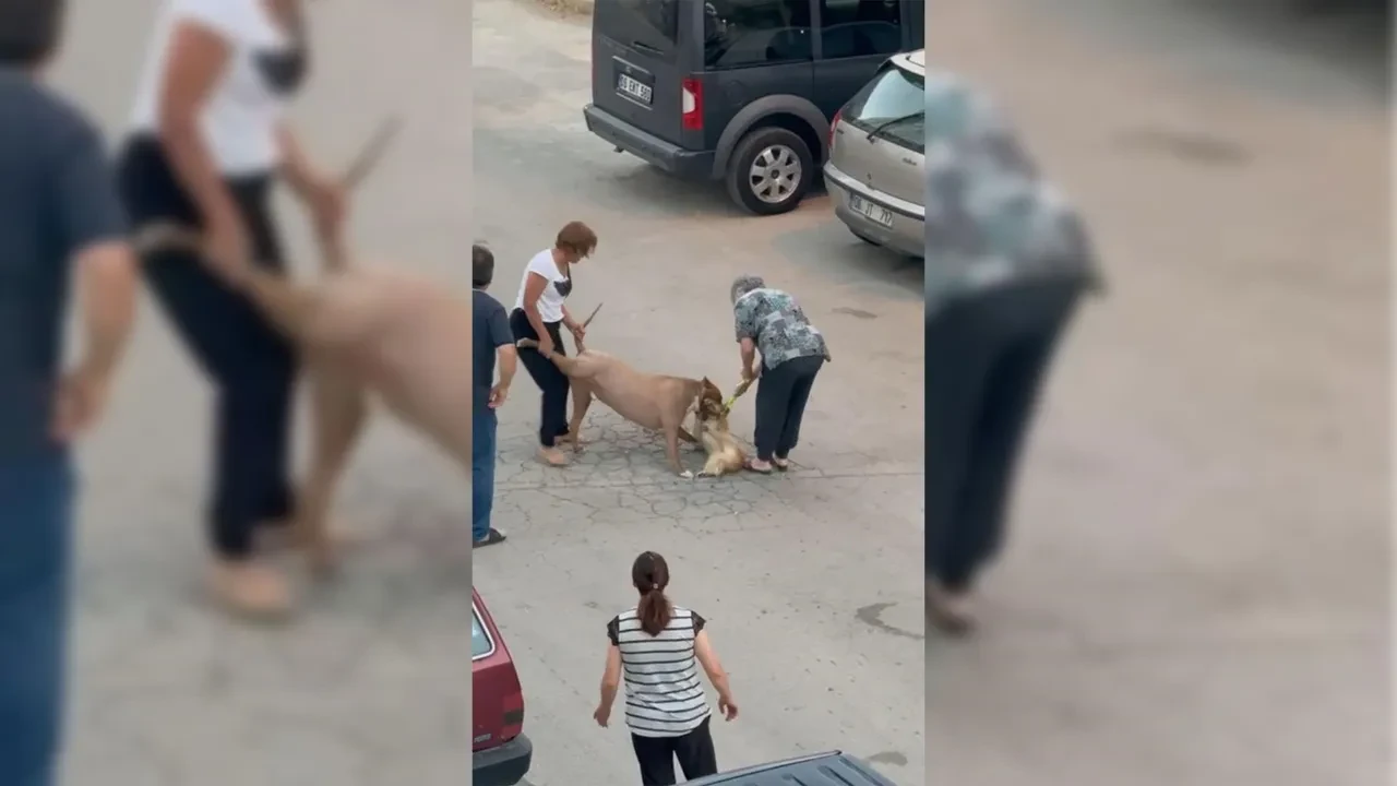 Ağızlıksız dolaştırdığı köpeği dehşet saçtı! Korkunç anlar kamerada
