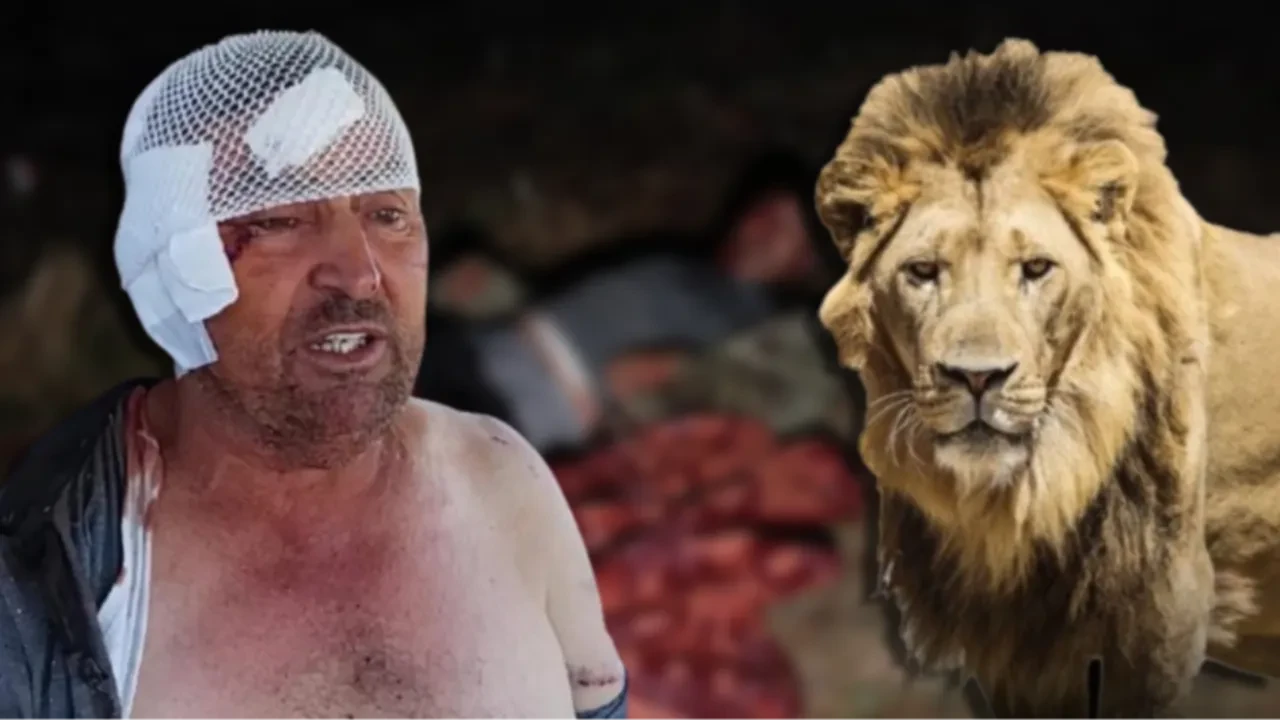 Aslan saldırısına uğramıştı! Son sağlık durumu açıklandı: 'Tam bir Kara Murat'