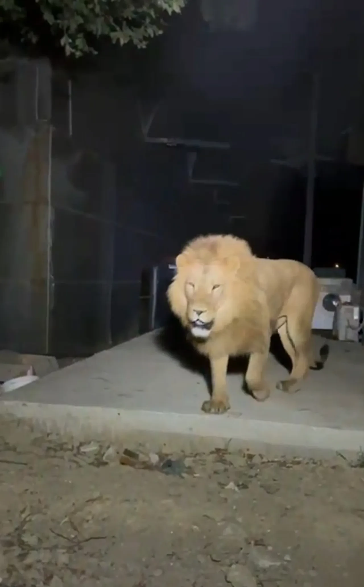 Aslan saldırısına uğramıştı! Son sağlık durumu açıklandı: 'Tam bir Kara Murat'