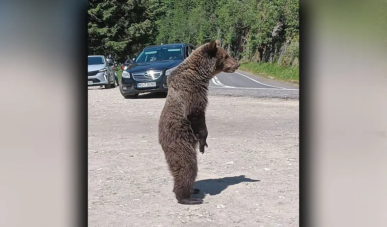Ayı yavrusuyla selfie son fotoğrafı oldu! Uçuruma sürükleyip parçaladı