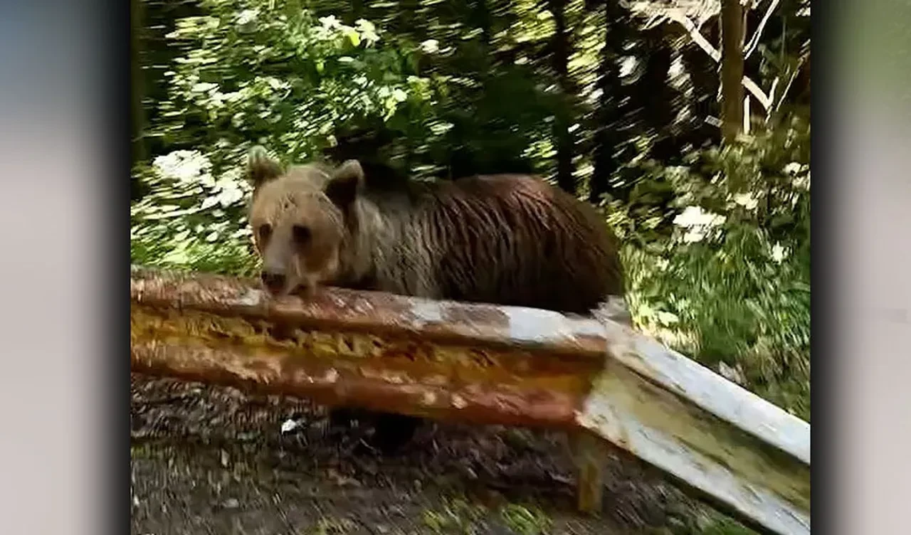 Ayı yavrusuyla selfie son fotoğrafı oldu! Uçuruma sürükleyip parçaladı