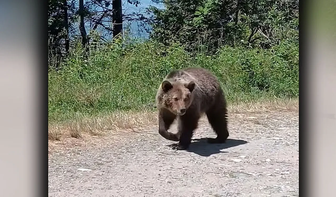 Ayı yavrusuyla selfie son fotoğrafı oldu! Uçuruma sürükleyip parçaladı