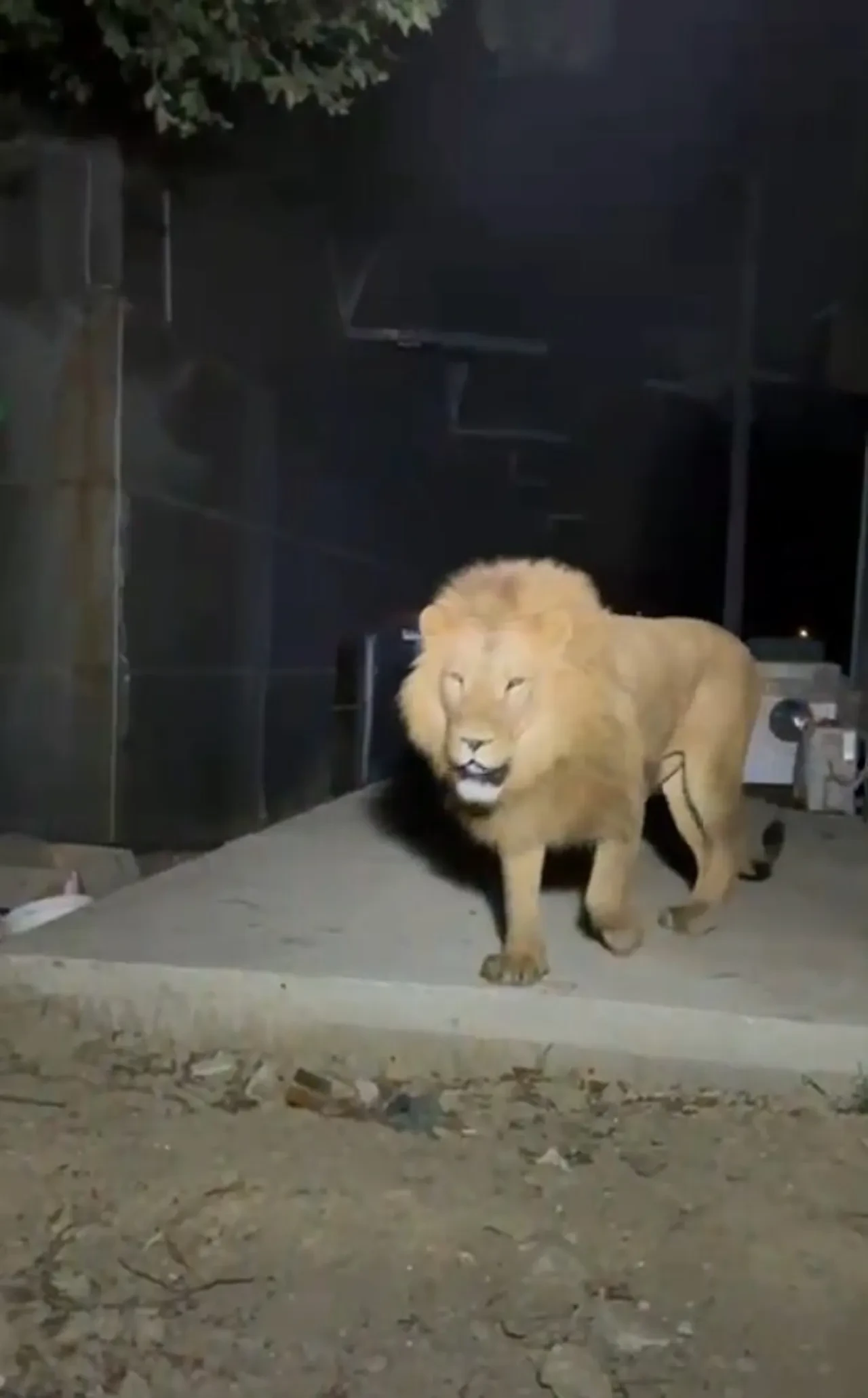 Kaçak aslan çiftçiyi hastanelik etmişti! Hayvanat bahçesi için karar verildi