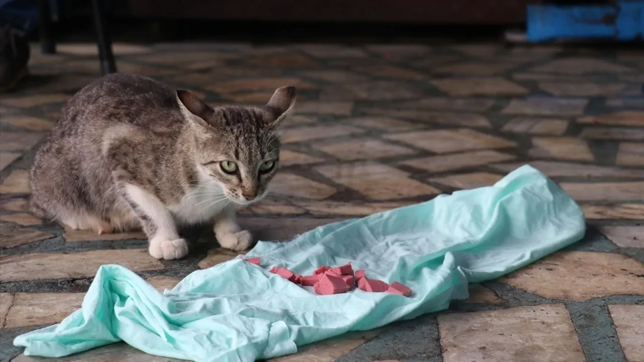 Motor ustası 'Psikopat' esnafın maskotu oldu! 'Onun yüzünden iş yapamıyorum'