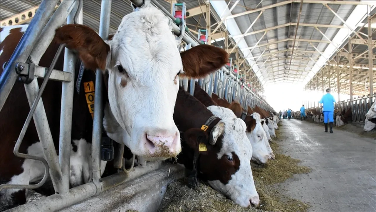 Tüketici kırmızı et almak istemiyor: ŞAP endişesine açıklama geldi