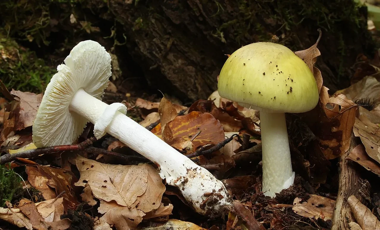 Zehirli mantarla cinayet davasında karar! Tüm dünyada gündem olmuştu