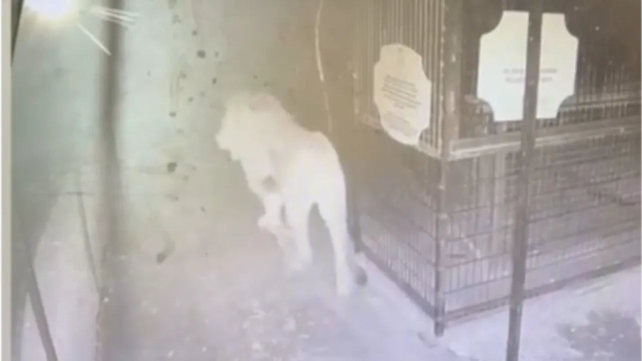 Aslan Zeus