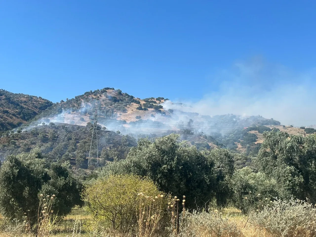 Aydın'daki orman yangınıyla ilgili yeni gelişme! Gözaltılar var