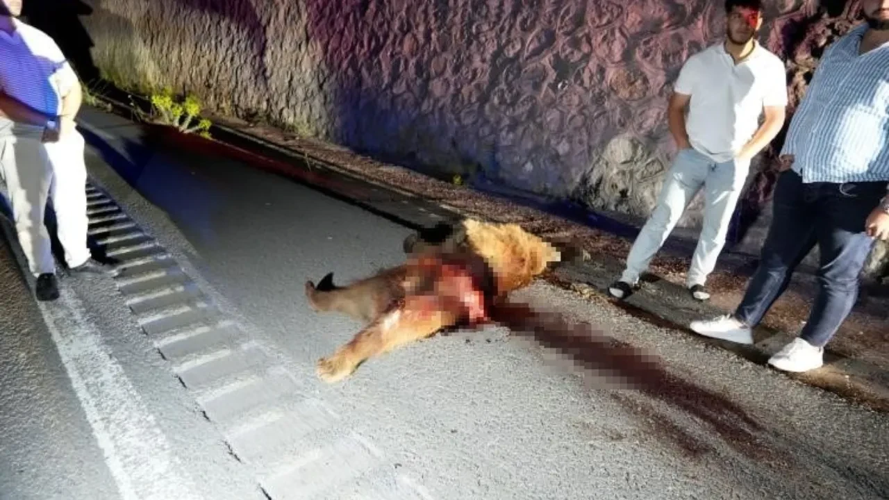 Ayının hali içler acısı! Metrelerce sürüklenerek telef oldu!