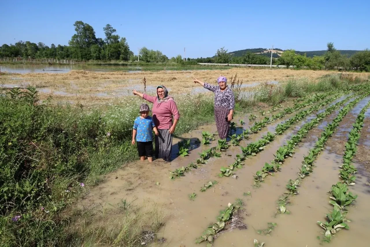 Çiftçinin tonlarca ürünü heba oldu! Bir kuruma isyan ettiler