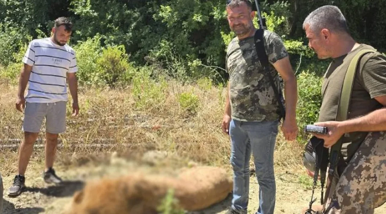 Çiftçiye saldıran aslanın sahibi konuştu! "İnsanlara saldırmazdı, çok sosyaldi"