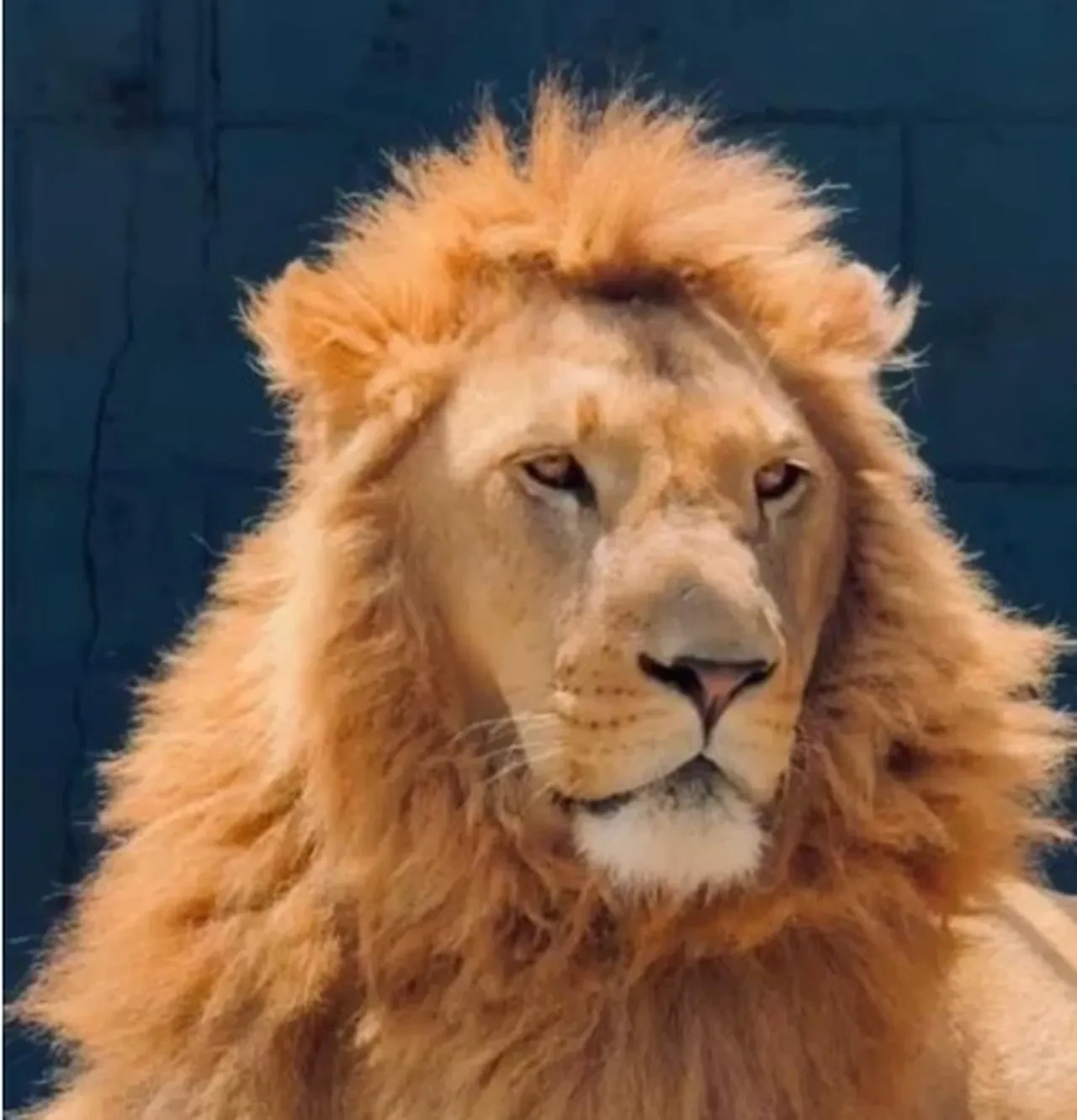 Çiftçiye saldıran aslanın sahibi konuştu! "İnsanlara saldırmazdı, çok sosyaldi"