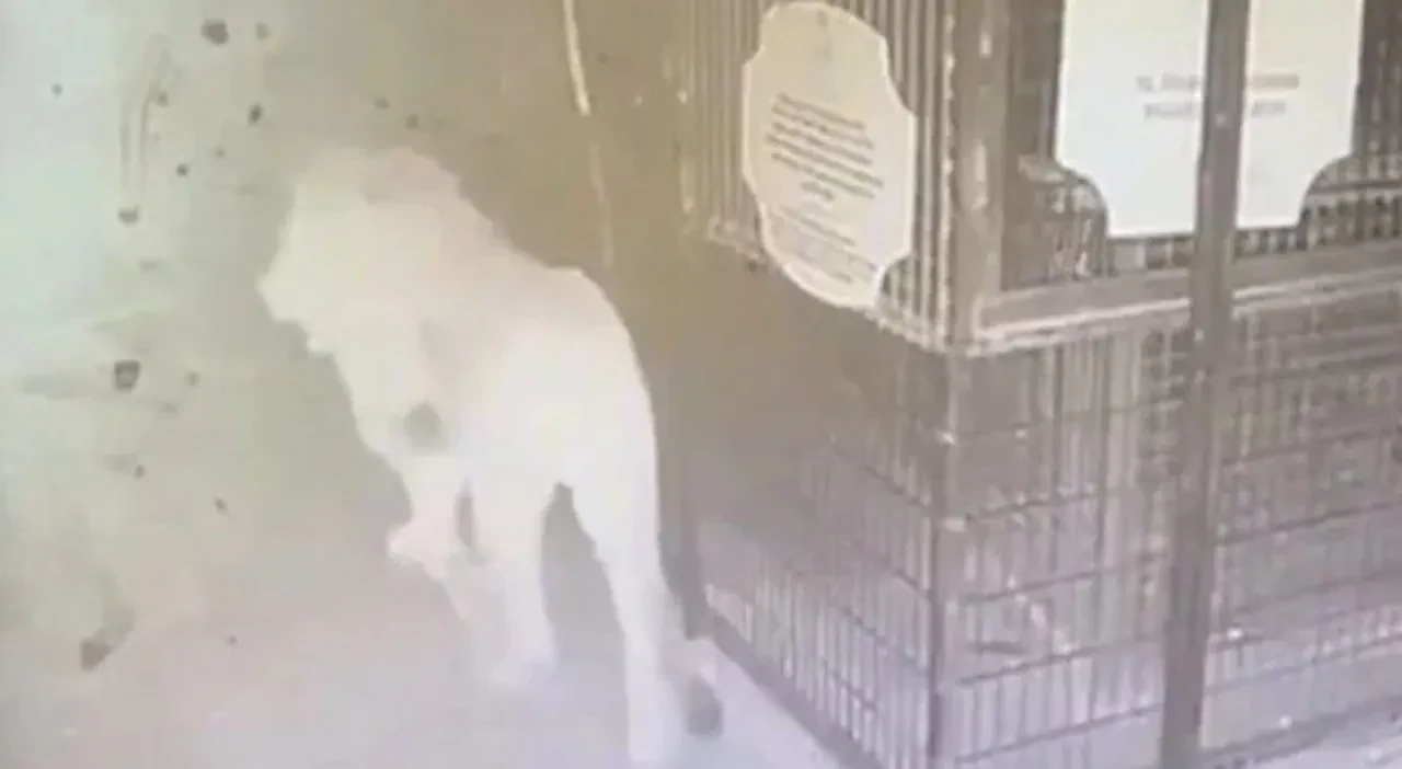 Çiftçiye saldıran aslanın sahibi konuştu! "İnsanlara saldırmazdı, çok sosyaldi"