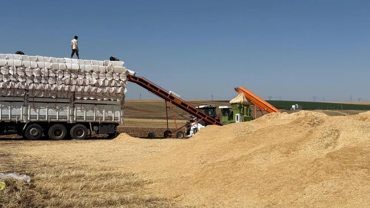 Kavurucu sıcakta zorlu mesai! Tonlarcasını kamyonlara yüklüyorlar