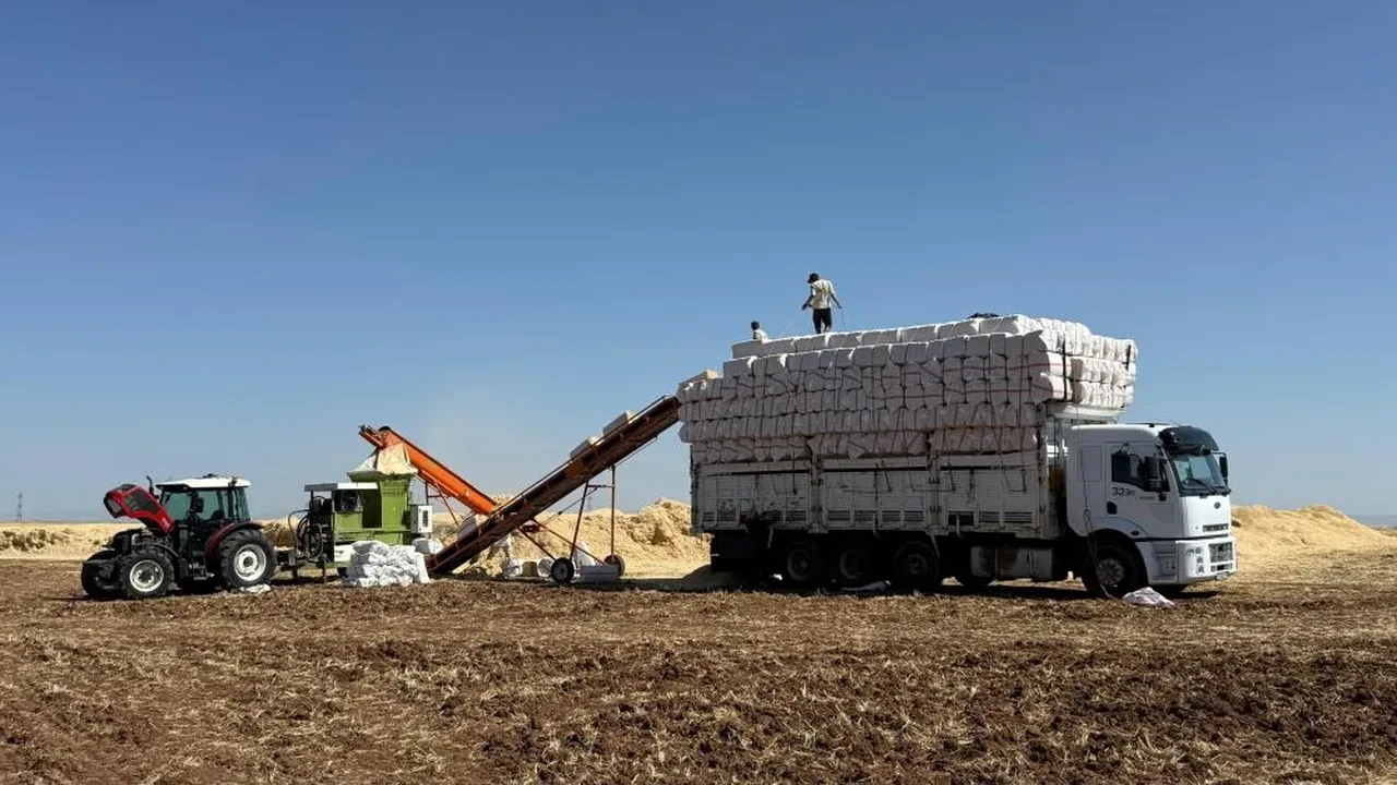 Kavurucu sıcakta zorlu mesai! Tonlarcasını kamyonlara yüklüyorlar