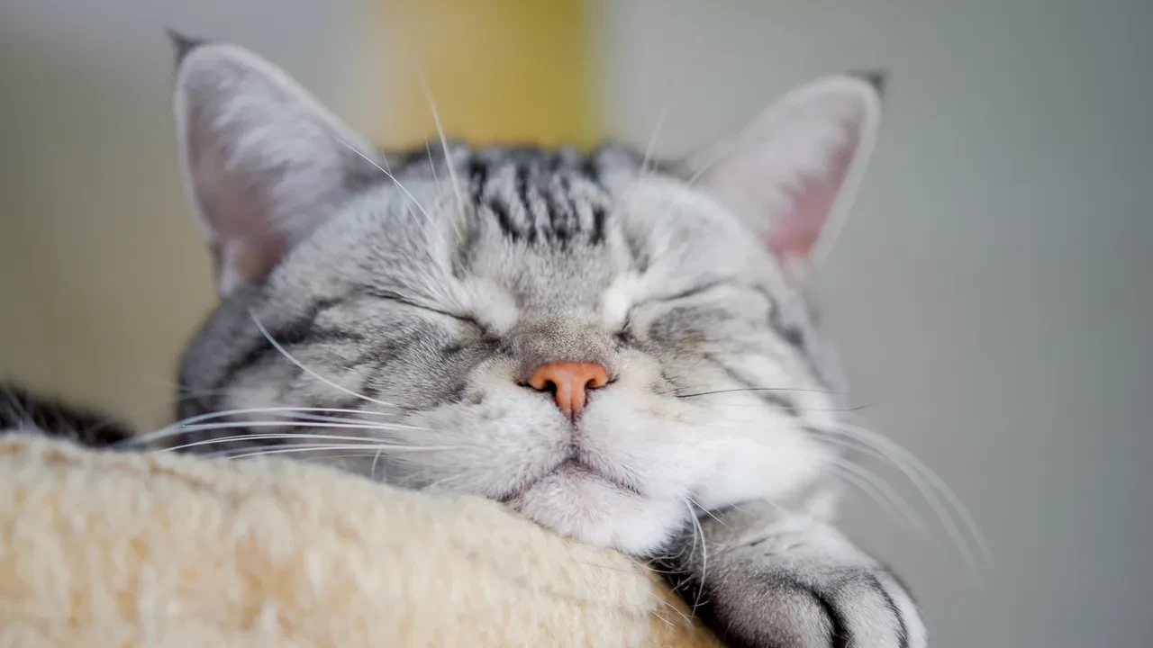 Kediler hep bu yöne doğru uyuyor! Bilim insanları nedenini açıkladı