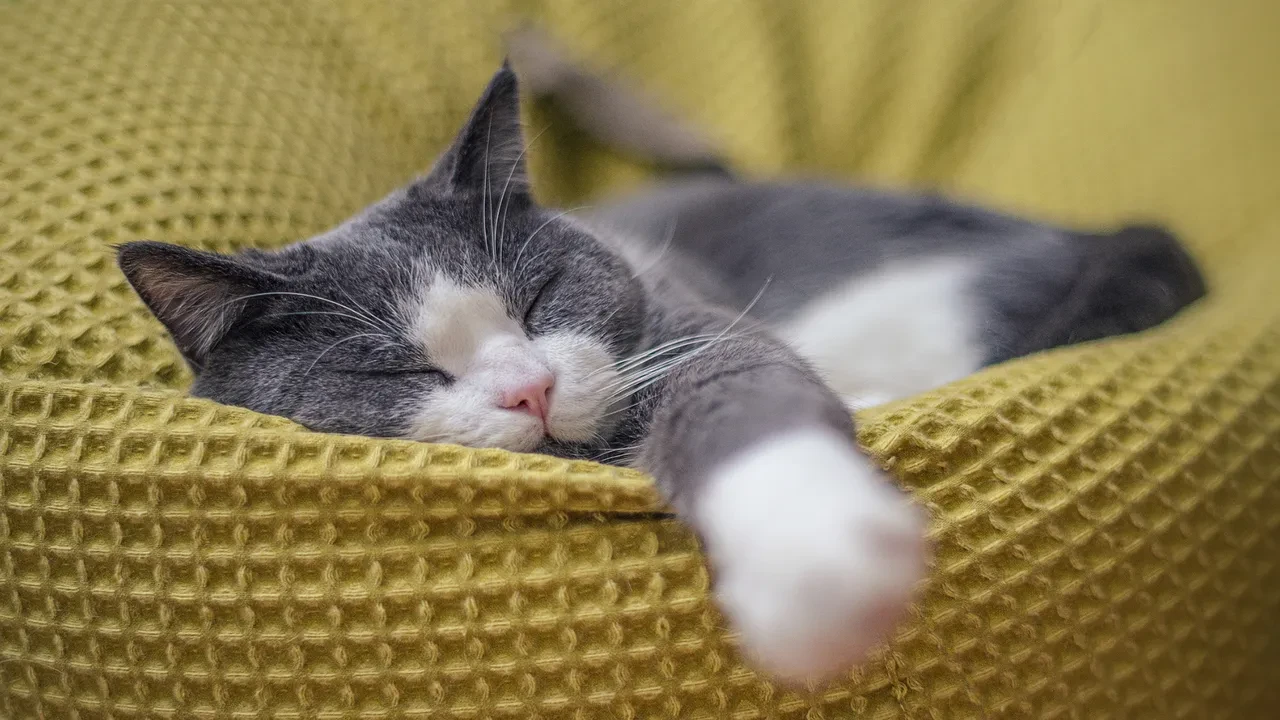 Kediler hep bu yöne doğru uyuyor! Bilim insanları nedenini açıkladı