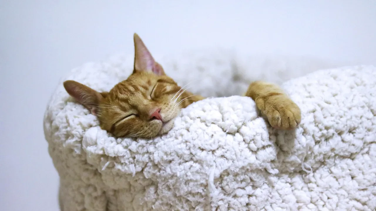 Kediler hep bu yöne doğru uyuyor! Bilim insanları nedenini açıkladı