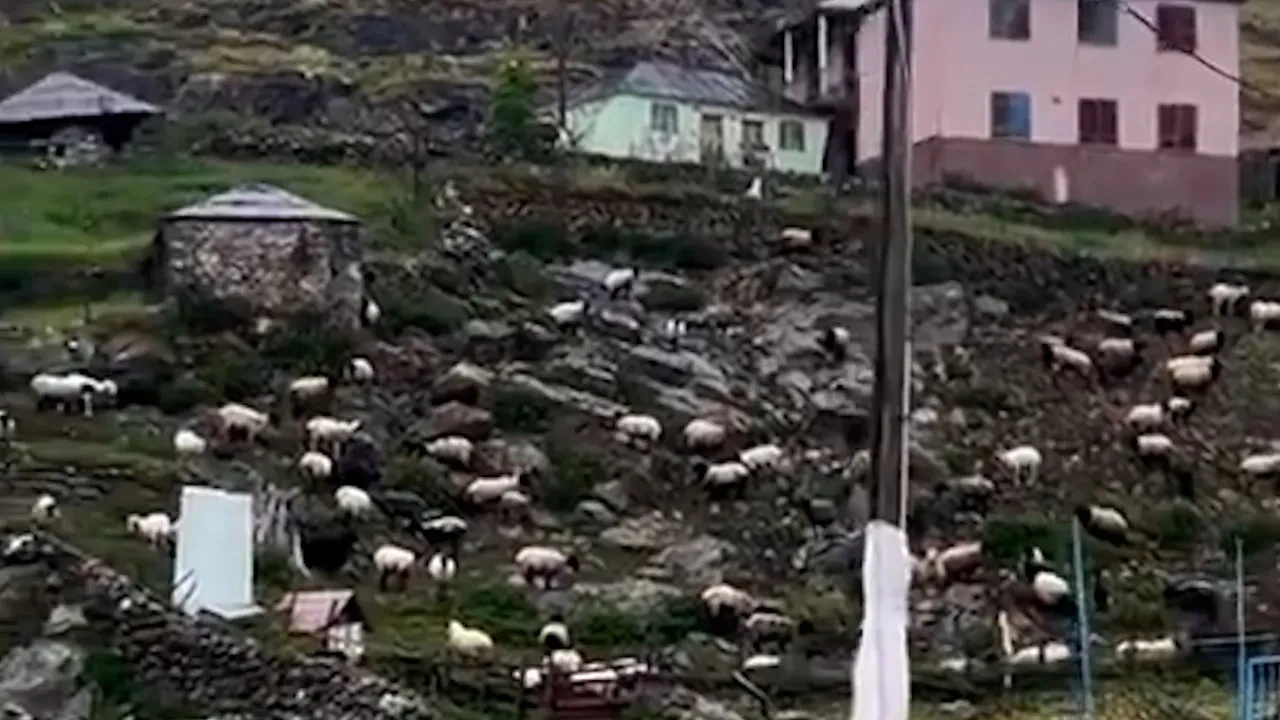 Koyunlar yağmur yağınca dondu kaldı! Şoke eden anlar kamerada 