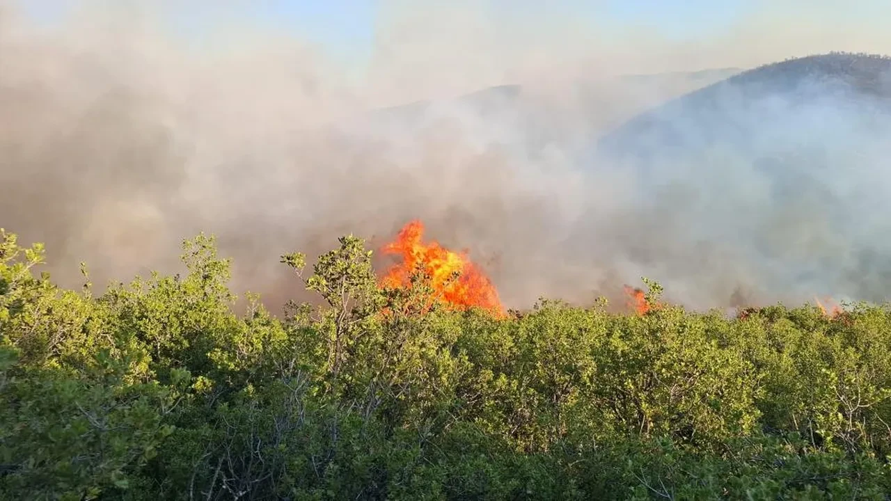 Manisa ve Uşak'ta orman yangını! Alevler kontrol altına alındı