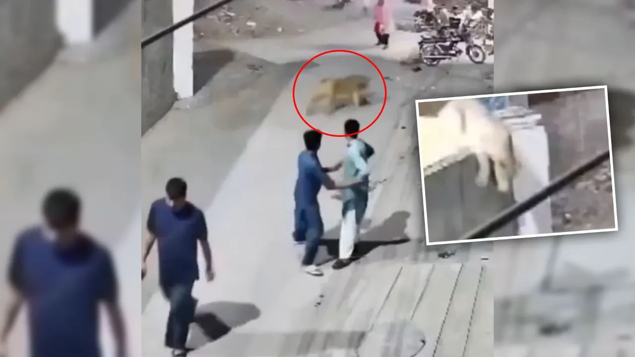 Pakistan 3 kişinin yaralandığı saldırı sonrası harekete geçti! Yasa dışı beslenen 18 aslana el konuldu