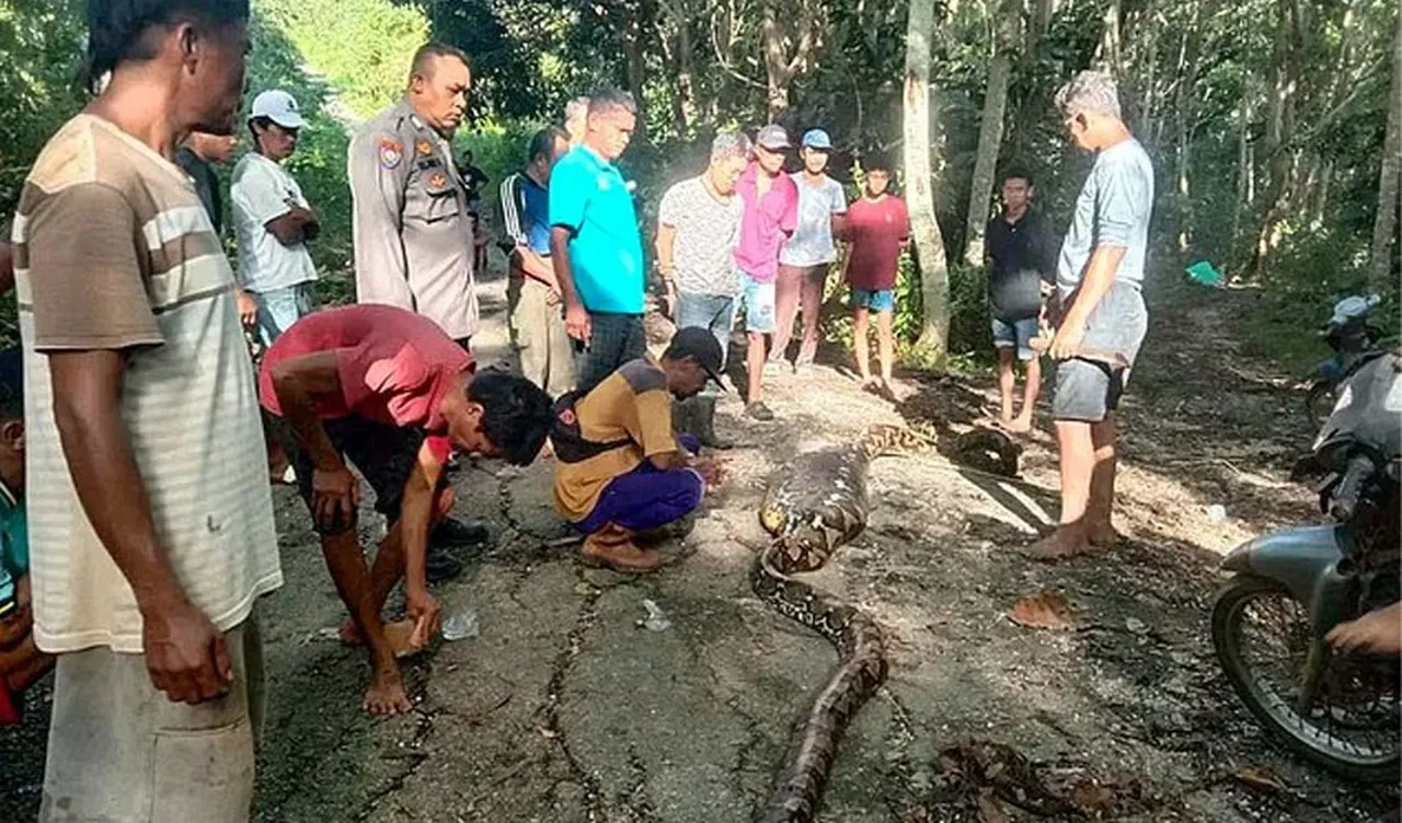 Tavukları besleyen çiftçiyi dev piton canlı canlı yuttu! Köylüler bulunduğu anı kayda aldı