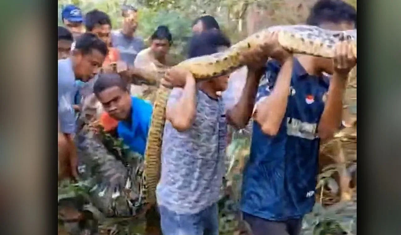 Tavukları besleyen çiftçiyi dev piton canlı canlı yuttu! Köylüler bulunduğu anı kayda aldı
