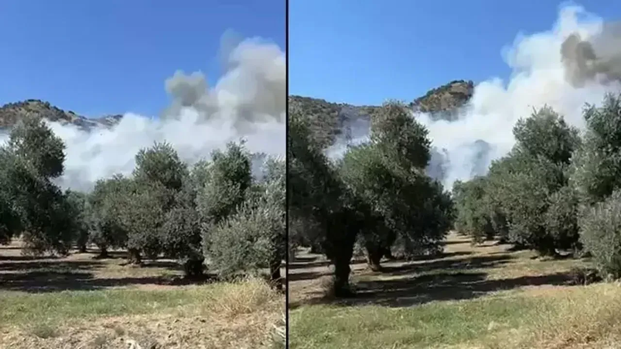 Zeytinlikler alev alev yanmıştı! Yangına ilişkin 2 kişi gözaltına alındı