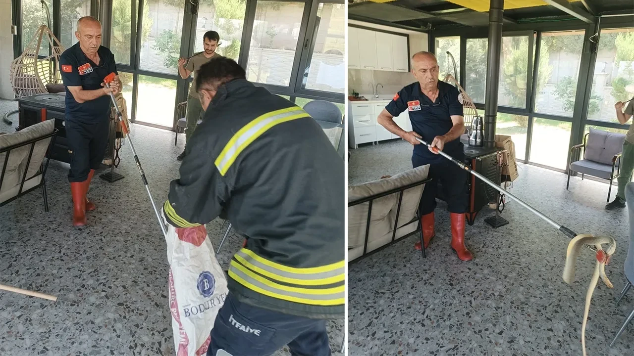Afyonkarahisar'da artan sıcaklıkla çoğalan sürüngen korkusu! Ofise giren yılan kayboldu