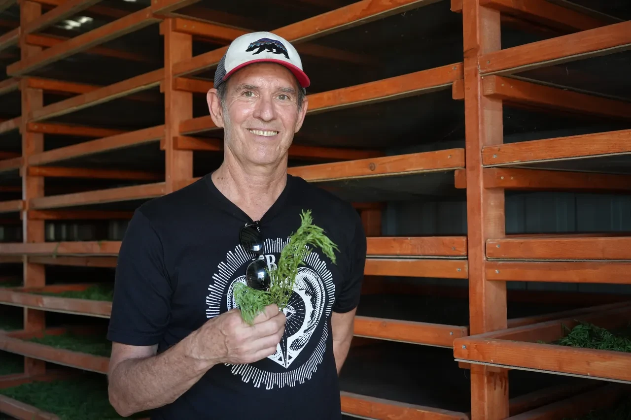 Amerika bu bitkinin peşine düştü! Kıtalar aşıp Bayburt'a geldiler: Kentteki tüm tarhunları istiyorlar