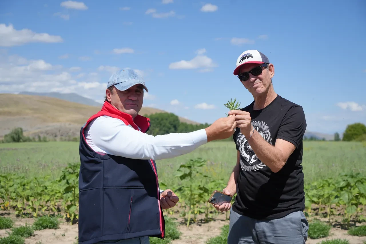 Amerika bu bitkinin peşine düştü! Kıtalar aşıp Bayburt'a geldiler: Kentteki tüm tarhunları istiyorlar