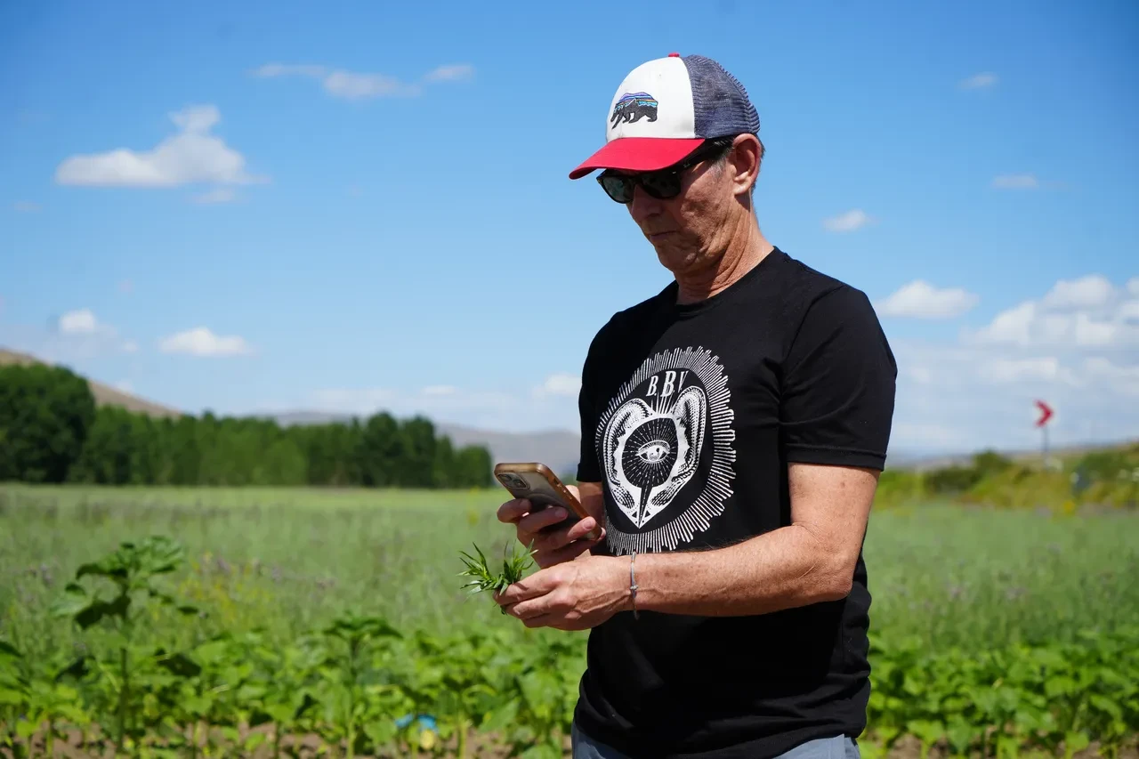Amerika bu bitkinin peşine düştü! Kıtalar aşıp Bayburt'a geldiler: Kentteki tüm tarhunları istiyorlar