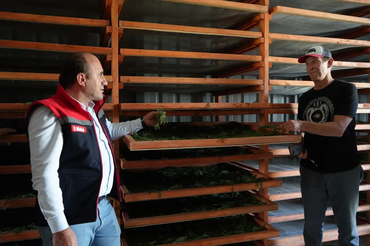 Amerika bu bitkinin peşine düştü! Kıtalar aşıp Bayburt'a geldiler: Kentteki tüm tarhunları istiyorlar