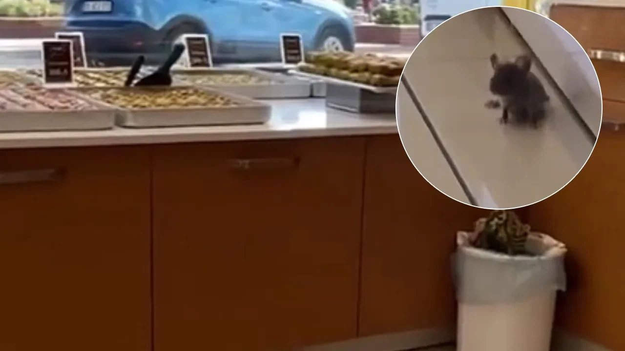Baklavacıda infial oluşturan görüntüler! Yerdeki fare mide bulandırdı