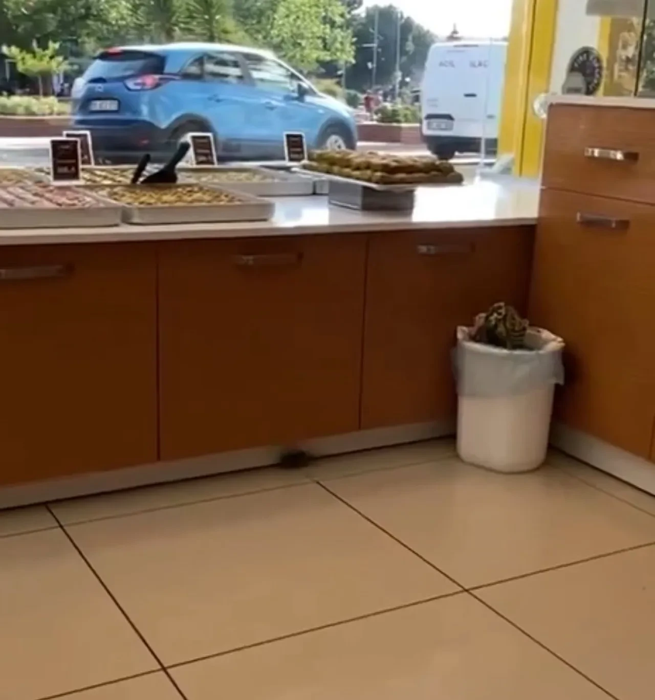 Baklavacıda infial oluşturan görüntüler! Yerdeki fare mide bulandırdı