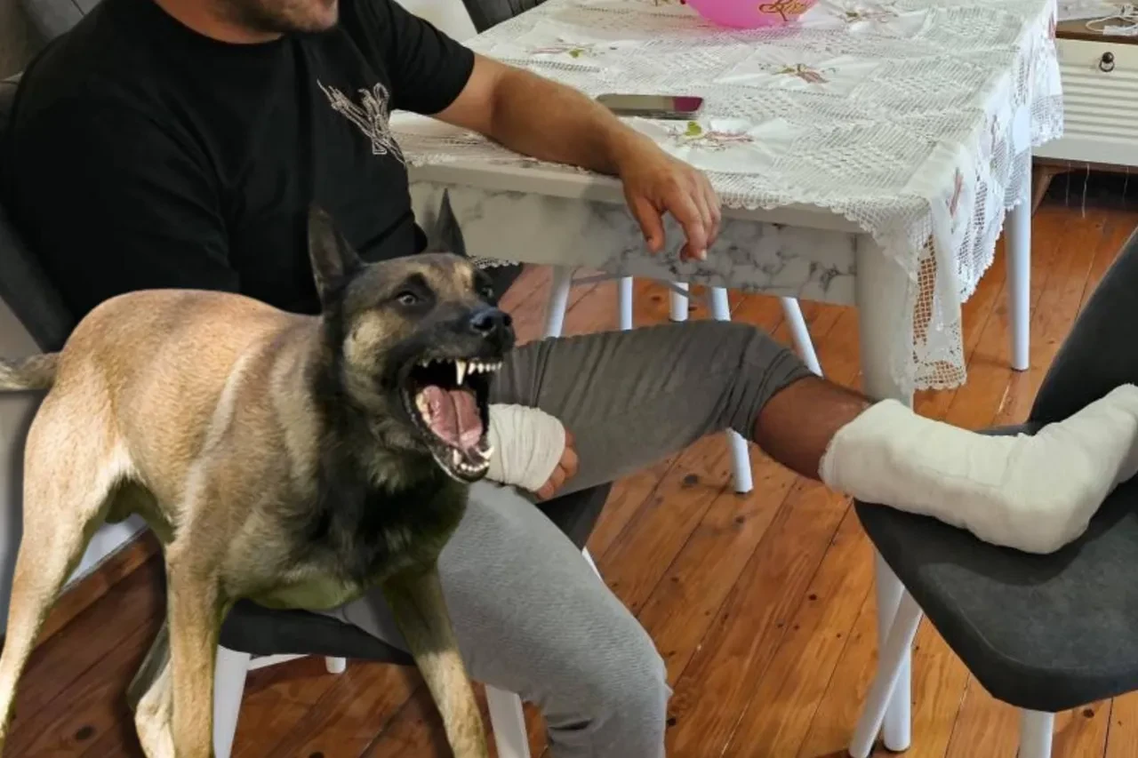 Başıboş köpek dehşeti durmuyor! Bacağı 2 yerden kırıldı 