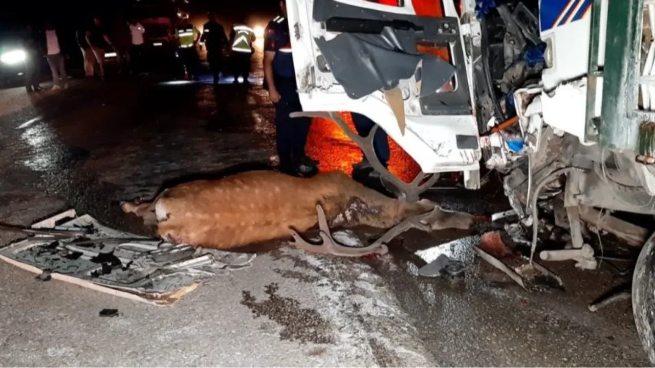 Bolu'da korkunç kaza! Önce geyiğe sonra kamyona çarptı: 1 ölü
