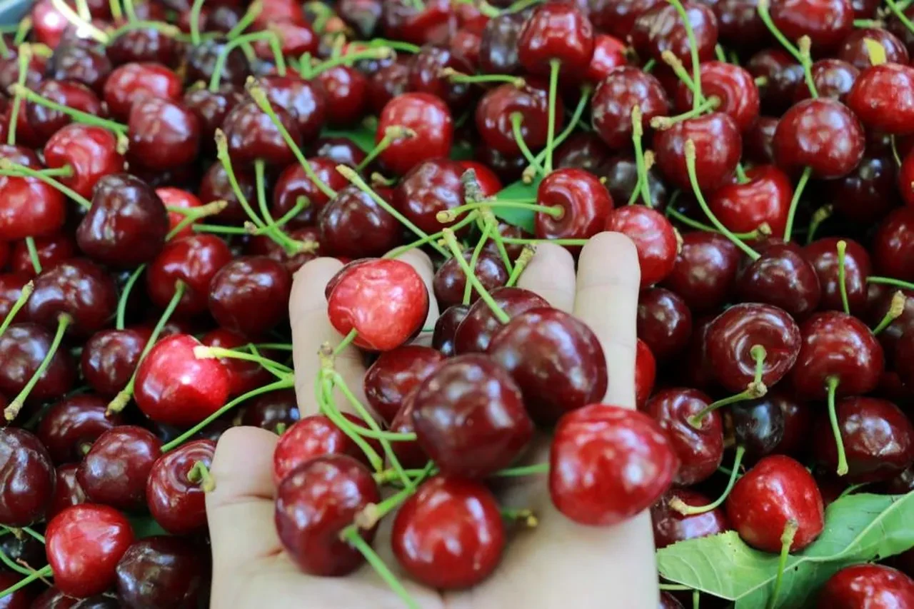 Don vuran kirazda rekolte düştü, kazanç arttı! Üretici şaşkın: 1 ton, 10 tonu geçti