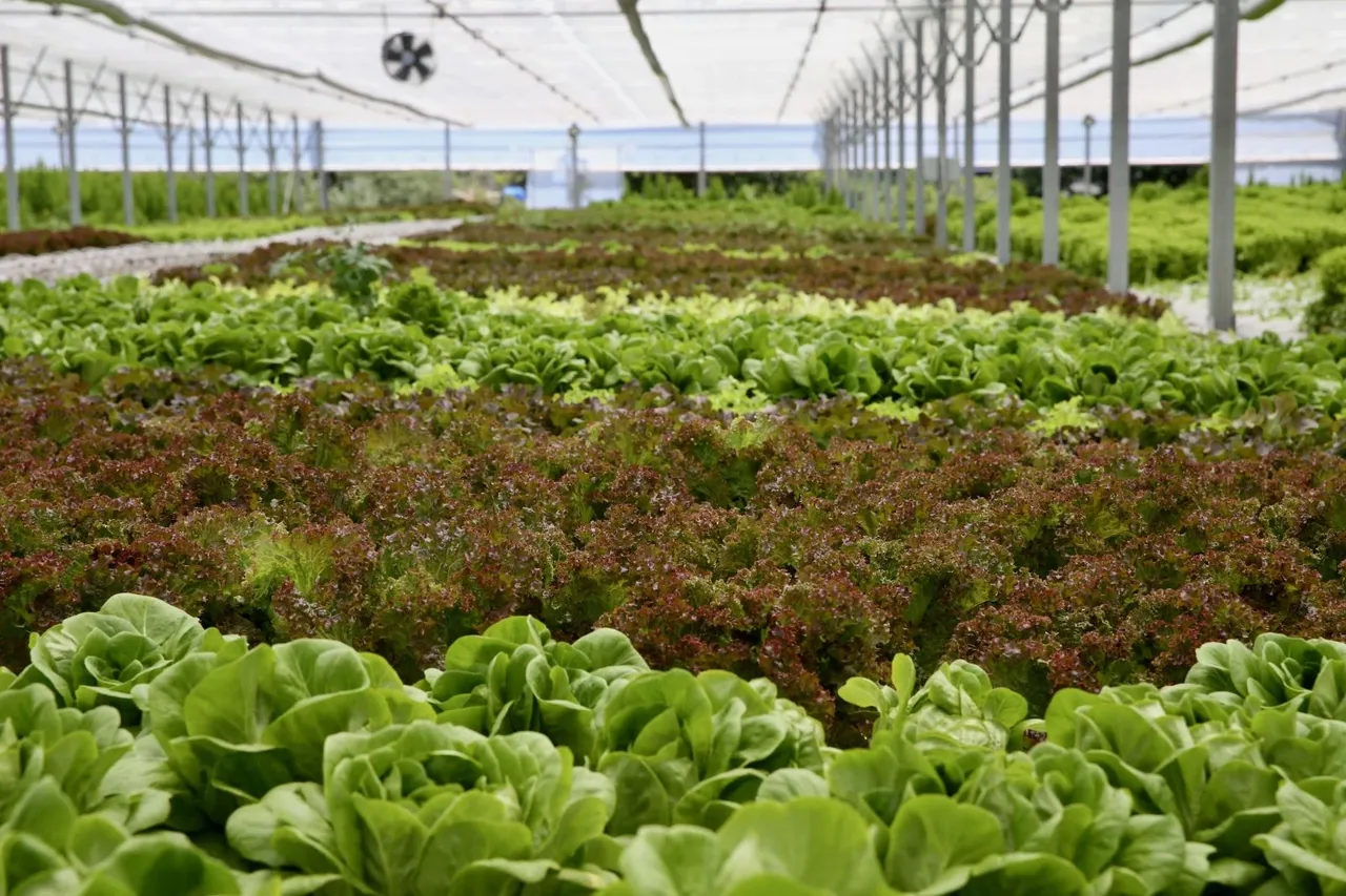 Turizmciliği bıraktı, siparişlere yetişemiyor! Tarlasız traktörsüz 40 günde 10 ton hasat