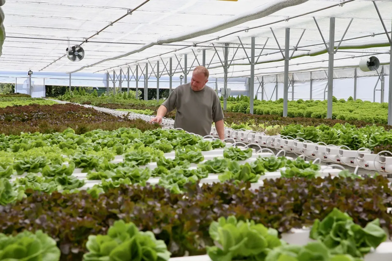Turizmciliği bıraktı, siparişlere yetişemiyor! Tarlasız traktörsüz 40 günde 10 ton hasat