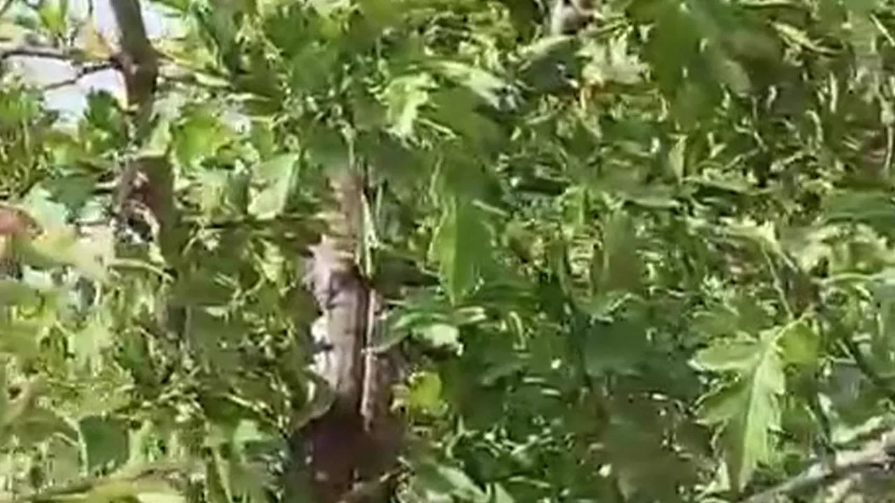 Yılana benzetildi! 1 buçuk metrelik kertenkele kamerada