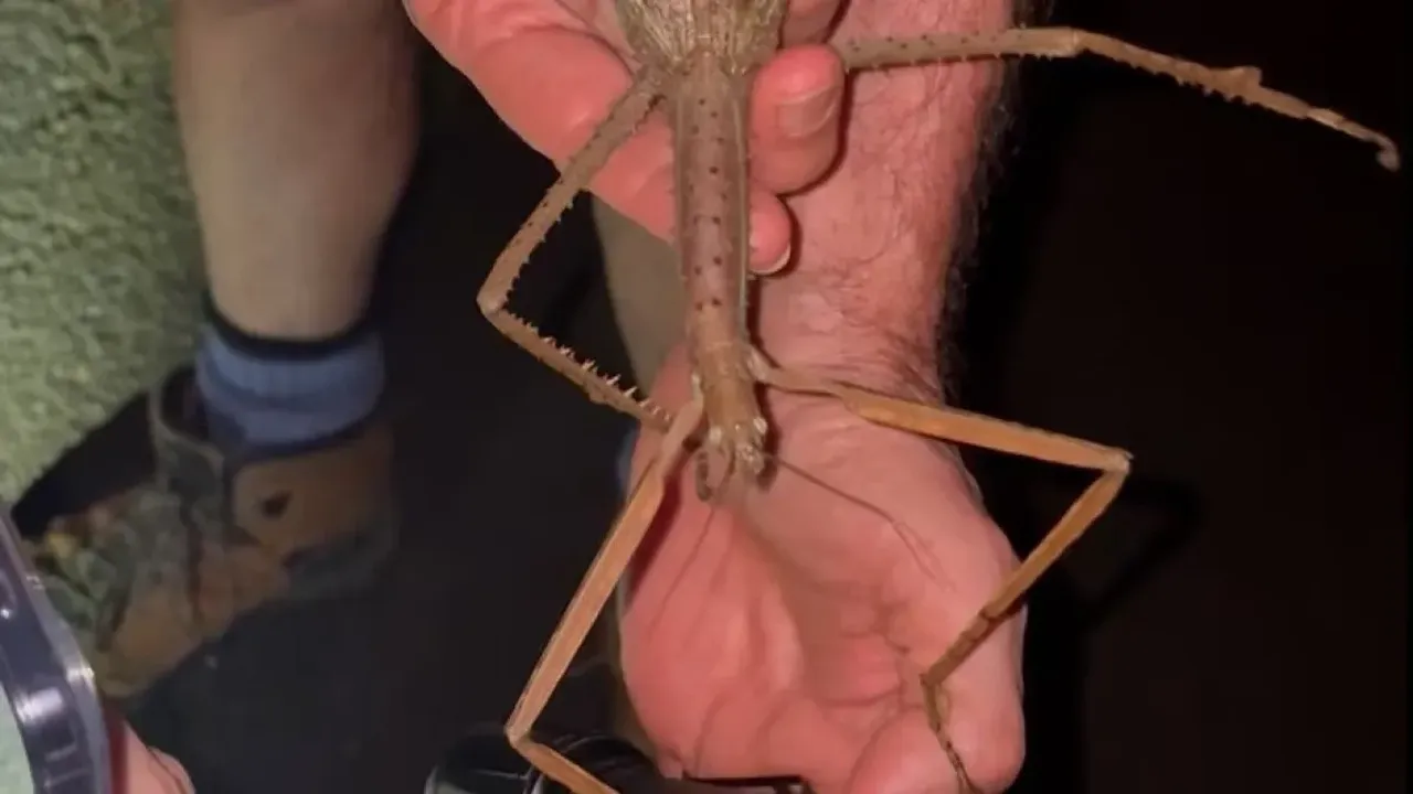 Şaşkına çeviren keşif! Bu çekirgenin ağırlığı sadece 44 gram