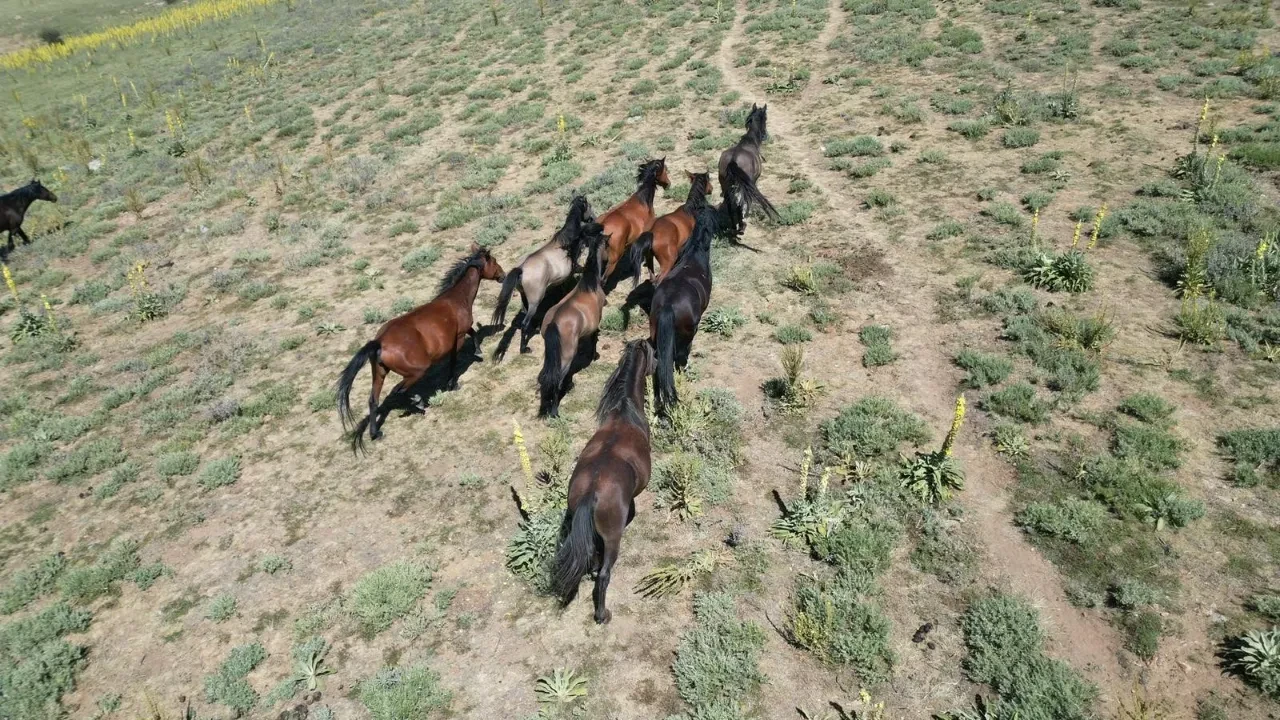 Yılkı atlarının vahşi güzelliği drone ile görüntülendi