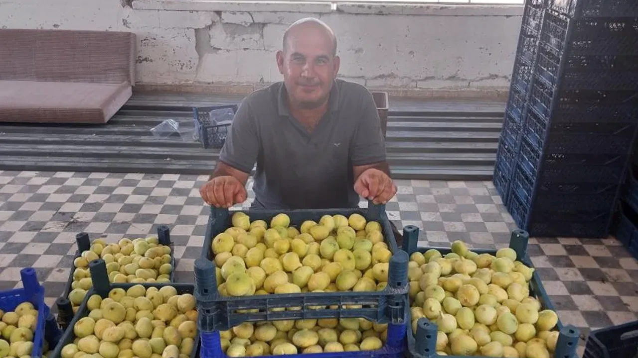 Altından bal damlıyor! Üreticinin yüzü güldü: Almanya ve Dubai'ye gönderiliyor