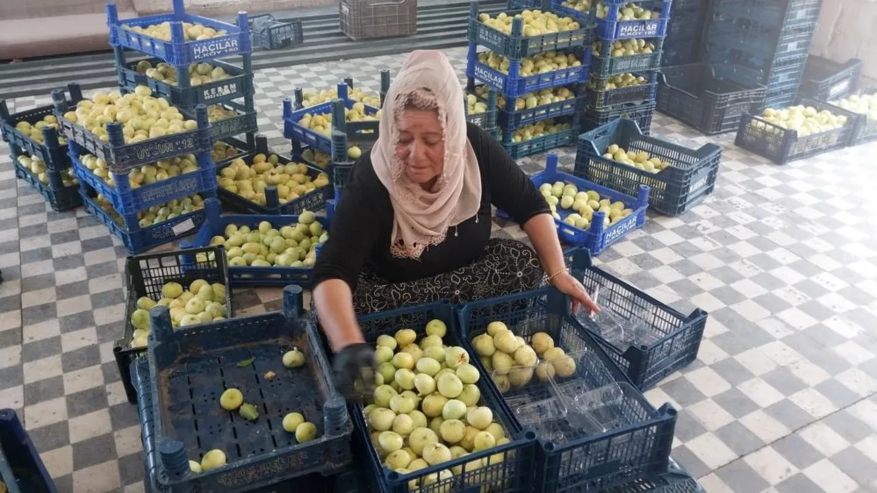 Altından bal damlıyor! Üreticinin yüzü güldü: Almanya ve Dubai'ye gönderiliyor