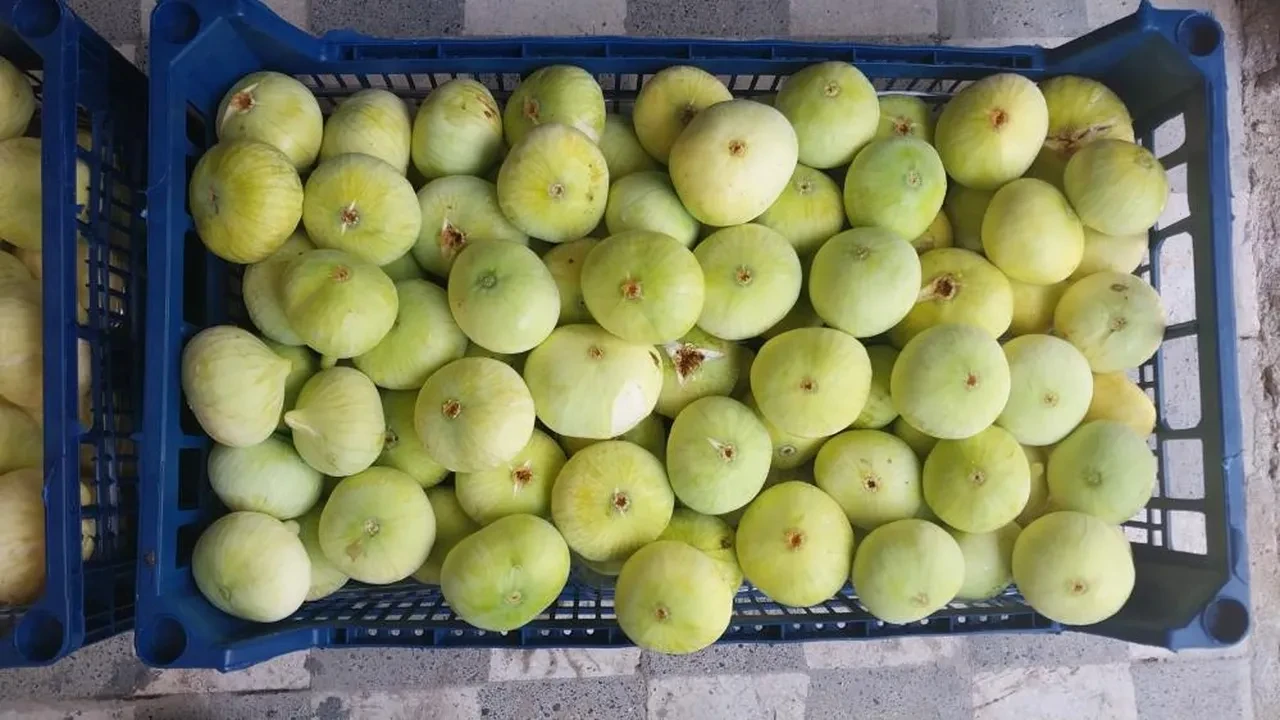 Altından bal damlıyor! Üreticinin yüzü güldü: Almanya ve Dubai'ye gönderiliyor